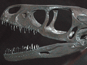 Schädel des Saurornitholestes / James St. John. Creative Commons 2.0 Generic (CC BY 2.0)