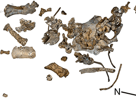 Fossilien des Savannasaurus / Poropat et al. Creative Commons 4.0 International (CC BY 4.0)