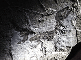 Fossil des Scipionyx / Kumiko. Creative Commons ShareAlike 2.0 Generic (CC BY-SA 2.0)