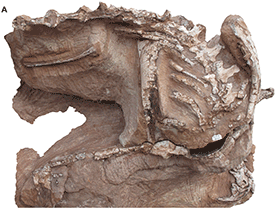 Fossilien des Seitaad / Sertich & Loewen. Creative Commons 4.0 International (CC BY 4.0)