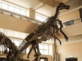 Skelett des Shantungosaurus / Bruce McAdam. Creative Commons ShareAlike 2.0 Generic (CC BY-SA 2.0)