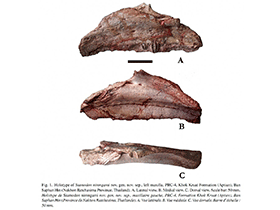 Holotyp des Siamodon / siamensis.org. Creative Commons NonCommercial-ShareAlike 4.0 International (CC BY-NC-SA 4.0)