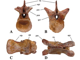 Halswirbelknochen des Sigilmassasaurus / Evers et al. Creative Commons 4.0 International (CC BY 4.0)
