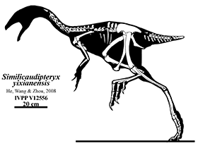 Similicaudipteryx / Jaime Headden. Creative Commons NonCommercial-NoDerivs 3.0 Unported (CC BY-NC-ND 3.0)