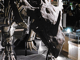 rekonstruiertes Skelett des Sinoceratops / Kumiko. Creative Commons ShareAlike 2.0 Generic (CC BY-SA 2.0)
