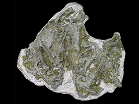 Fossilien des Sinornithomimus / Kobayashi & Lü. Creative Commons 4.0 International (CC BY 4.0)