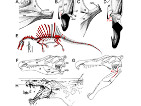 Kiefermechanik des Spinosaurus / Hendrickx et al. Creative Commons 4.0 International (CC BY 4.0)