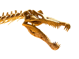 Schädel des Spinosaurus / Kabacchi. Bild bearbeitet durch Dinodata.de. Creative Commons 2.0 Generic (CC BY 2.0)