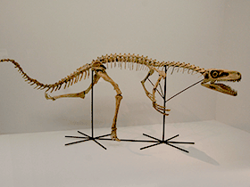 Staurikosaurus / Kabacchi . Creative Commons 2.0 Generic (CC BY 2.0)