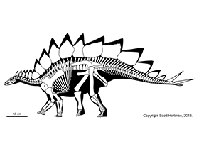 Stegosaurus / © Scott Hartman. Verwendet mit freundlicher Genehmigung des Autors.
