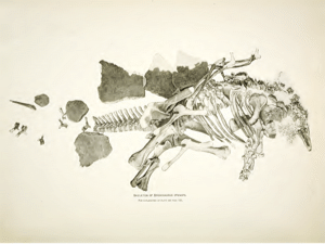 Stegosaurus Holotyp. Bild ist gemeinfrei.