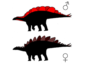 Hypotetische Silhouetten des Stegosaurus / E. T. Saitta. Creative Commons 4.0 International (CC BY 4.0)
