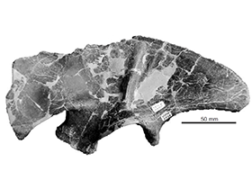 Holotyp des Stokesosaurus / Brusatte & Benson. Creative Commons 4.0 International (CC BY 4.0)