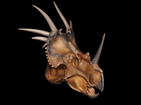 Styracosaurus © Davide Bonadonna. Verwendet mit freundlicher Genehmigung des Autors