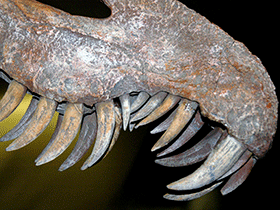 Kiefer des Suchomimus / James St. John. Creative Commons ShareAlike 2.0 Generic (CC BY-SA 2.0)