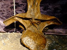 Wirbelknochen des Supersaurus / Kumiko. Creative Commons ShareAlike 2.0 Generic (CC BY-SA 2.0)