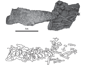 Fossil des Tambatitanis / Saegusa & Ikeda. Creative Commons 3.0 Unported (CC BY 3.0)