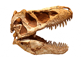Schädel des Tarbosaurus / Kabacchi , bearbeitet durch Dinodata.de. Creative Commons 2.0 Generic (CC BY 2.0)