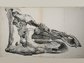 Schädel des Telmatosaurus. Bild ist gemeinfrei (public domain)