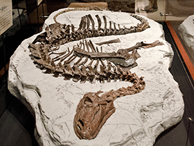 Skelett des Tenontosaurus / Tim Evanson. Creative Commons ShareAlike 2.0 Generic (CC BY-SA 2.0)