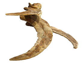 Handkralle des Therizinosaurus / Kabacchi. Bearbeitet durch Dinodata.de. Creative Commons 2.0 Generic (CC BY 2.0)