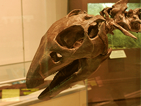 Schädel des Thescelosaurus / Travis S. Creative Commons NonCommercial 2.0 Generic (CC BY-NC 2.0)