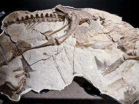 Fossil des Thescelosaurus / Tim Evanson. Creative Commons ShareAlike 2.0 Generic (CC BY-SA 2.0)