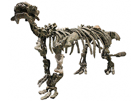 Skelett des Tianzhenosaurus / Kabacchi , bearbeitet durch Dinodata.de. Creative Commons 2.0 Generic (CC BY 2.0)