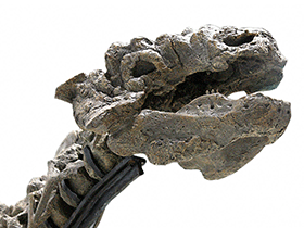 Schädel des Tianzhenosaurus / Kabacchi , bearbeitet durch Dinodata.de. Creative Commons 2.0 Generic (CC BY 2.0)