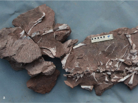 Fossil des Tongtianlong / Lü et al. Creative Commons 4.0 International (CC BY 4.0)