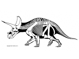 Skelettzeichnung des Triceratops / © Scott Hartman. Verwendet mit freundlicher Genehmigung des Autors.