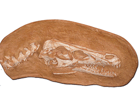Fossil des Tsaagan
 / Jason Adams. Creative Commons NonCommercial-ShareAlike 2.0 Generic (CC BY-NC-SA 2.0)