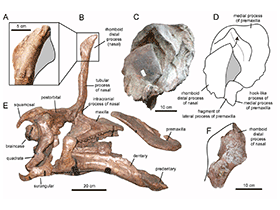 Schädel des Tsintaosaurus
 / Prieto-Márquez & Wagner. Creative Commons 4.0 International (CC BY 4.0)