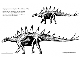 Tuojiangosaurus
© Scott Hartman. Verwendet mit freundlicher Genehmigung des Autors