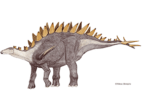Tuojiangosaurus
 / © M. Shiraishi. Verwendet mit freundlicher Genehmigung des Autors
