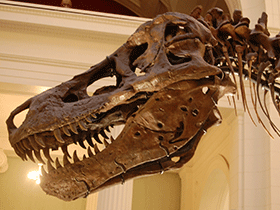 Schädel des Tyrannosaurus "Sue" / Jay Malone. Creative Commons 2.0 Generic (CC BY 2.0)