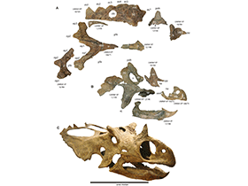 Schädel des Utahceratops / Sampson et al. Creative Commons 4.0 International (CC BY 4.0)