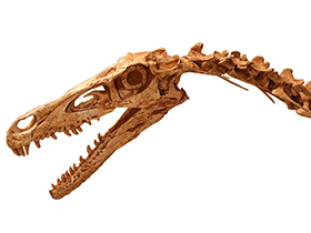 Schädel des Velociraptor / Kabacchi, geändert durch Dinodata.de. Creative Commons 2.0 Generic (CC BY 2.0)