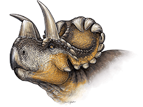 Wendiceratops / Danielle Dufault. Creative Commons 4.0 International (CC BY 4.0)