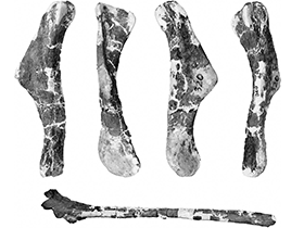 Humerus des Wulagasaurus
 / Godefroit et al. Creative Commons 4.0 International (CC BY 4.0)