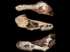 Schädel des Xixiasaurus
 / Lü et al. Creative Commons 4.0 International (CC BY 4.0)