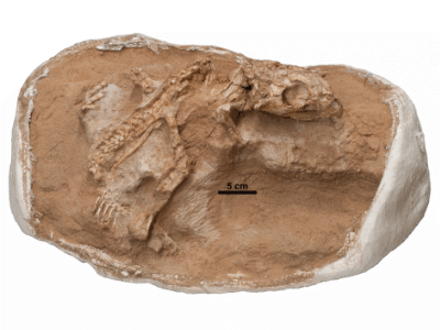 Fossil des Yamaceratops
 (MPC-D 100/553) // Son et al. Creative Commons 4.0 International (CC BY 4.0)
