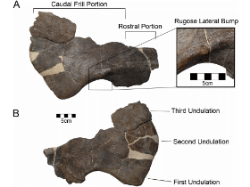 Holotyp des Yehuecauhceratops / Rivera-Sylva et al. Creative Commons 4.0 International (CC BY 4.0)
