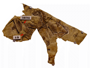 Fossil des Yi / Kumiko. 