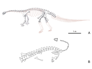 Skelett des Yizhousaurus / Zhang et al. Creative Commons 4.0 International (CC BY 4.0)