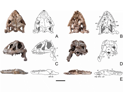 Schädel des Yizhousaurus / © Zhang et al.