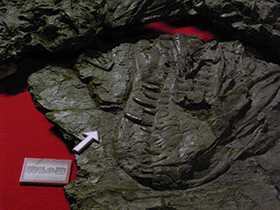 Fossil des Yutyrannus
 / Kumiko. Creative Commons ShareAlike 2.0 Generic (CC BY-SA 2.0)