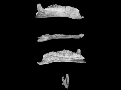 Kieferelemente des Zhanghenglong  / © Xing et al.
