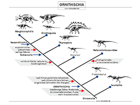 Schautafel der Ornithischia / © Dinodata.de