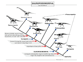 Sauropodomorpha Schautafel / © Dinodata.de